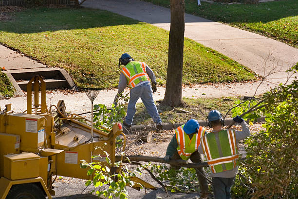 Best Root Management and Removal  in Deming, NM